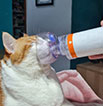 Revista-Medicina-Felina-em-Foco-vol08-tDOENÇA-BRONQUIAL-CRÔNICA-103x106-1.jpg