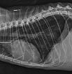 hiperparatireoidismo-secundario-renal-103x106-1.jpeg