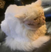 revista-medicina-felina-em-foco-15-edicao-O-AVANÇO-DA-MEDICINA-CLÍNICA-DE-FELINOS-CUIDADO-PALIATIVO-103x106-1.jpg