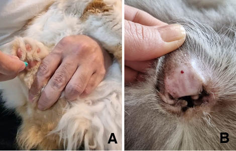 Foto 3 – Locais de coleta de amostra sanguínea para glicemia, utilizando-se de lanceta ou agulha hipodérmica de calibre 25. A – Utilização do coxim plantar; B – Utilização da face interna da orelha (Fonte: Arquivo pessoal).