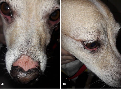 Figura 2: Fotografia dos aspectos das lesões dermatológicas e oftálmicas após doze dias de tratamento. A) Ausência de crostas em região de plano nasal com área circular de leucodermia. B) Pálpebra inferior direita apresentando ulceração leve e ausência de crostas e epífora. Fonte: Arquivo pessoal, 2018.