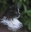 revista-medicina-felina-em-foco-103x106-linfoma-felino