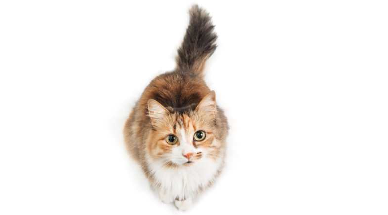 PRINCIPAIS DESORDENS URINÁRIAS DE FELINOS