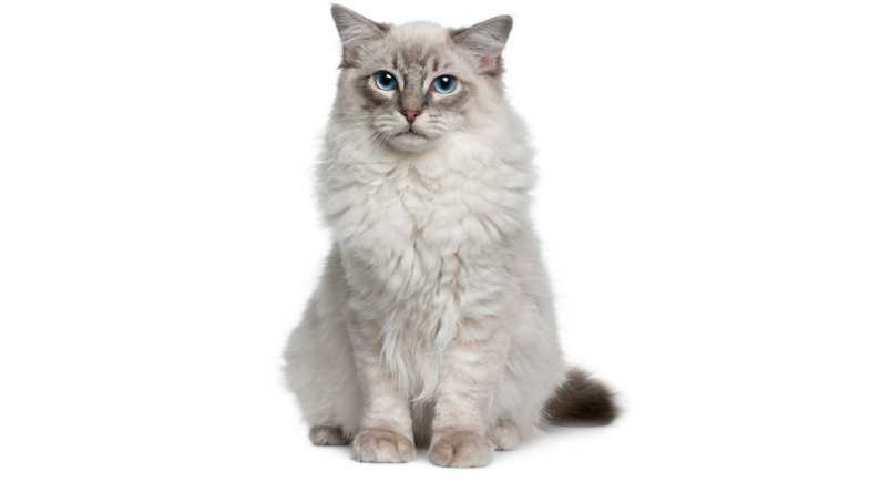 AVALIAÇÃO DA DOR POR MEIO DA EXPRESSÃO FACIAL EM GATOS