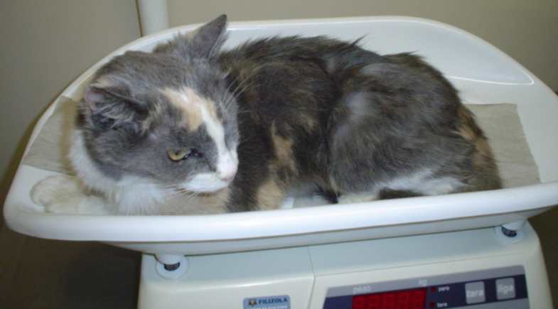 HIPERTIREOIDISMO FELINO