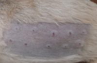 Revista-Dermatologia-em-foco-ed21-Alergenos-ambientais-e-imunoterapia-alergeno-especifica-(asit)260x352