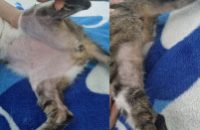 dermatologia-veterinaria-em-foco-ed18-padroes-lesionais-dermatologicos-no-paciente-felino-260x352