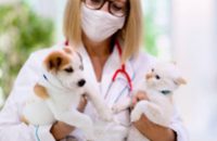 revista-dermatologia-veterinaria-em-foco-ed12-novidades-vet-260x352-1