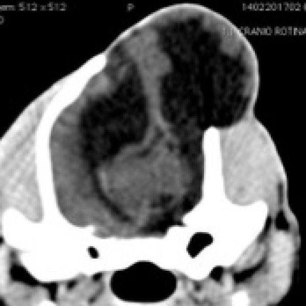 revista-diagnostico-vet-em-foco-menigecefalite-fig02