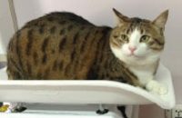 revista-medicina-felina-em-foco-edicao17-O-manejo-cat-friendly-aos-gatos-na-clinica-veterinaria-260x352