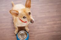 revista-medicina-veterinária-em-foco-260x352-OBESIDADE